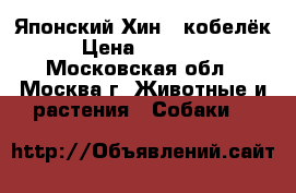 Японский Хин _ кобелёк › Цена ­ 15 000 - Московская обл., Москва г. Животные и растения » Собаки   